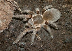 Acanthoscurria insubtilis